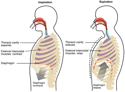 The Process Of Breathing · Anatomy And Physiology