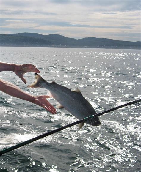 Commonly referred to as mooching, it's a more. Salmon fishing starts slowly off Oregon's Pacific Coast ...