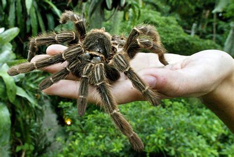 Australians Rescued A Giant Spider The Rest Of The World Wonders Why