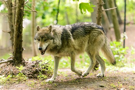 Dept Of Fish And Wildlife Deciding Whether Oregons Gray Wolves Keep