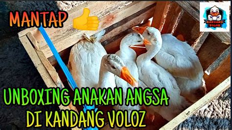 Unboxing Anakan Angsa Di Kandang Voloz Kandangvoloz Youtube