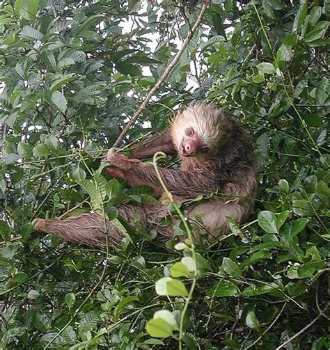 Quick Facts About Sloths A Knowledge Archive