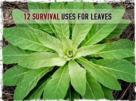 1:53 first music game appearance: 12 Survival Uses for Leaves
