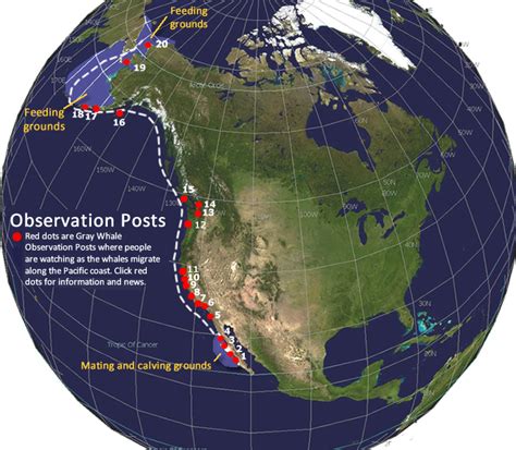 Gray Whale Migration Route