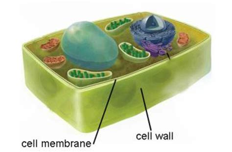In cell biology, the nucleus (pl. Cells - Biology with Lyon at Stratford Comprehensive High ...