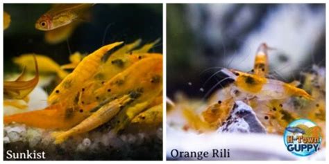 5 1 Sunkist 5 1 Orange Rili Freshwater Neocaridina Aquarium Shrimp EBay