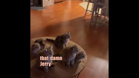 Cats Watching Tom And Jerry Youtube