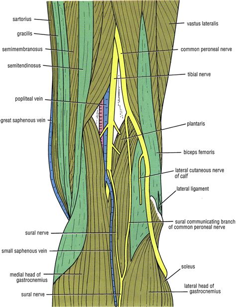 Techniques Of Popliteal Nerve Regional Anesthesia The Journal Of Foot