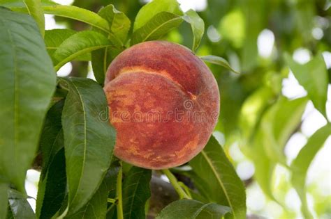 Peach Tree Branches With Ripening Fruit Stock Image Image Of Farming