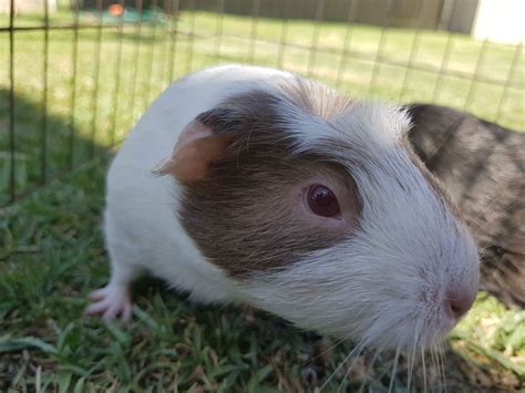 May Female Short Hair Crested Guinea Pig In Nsw Petrescue