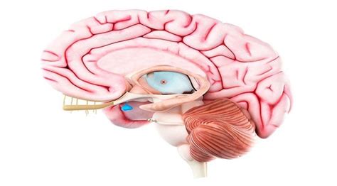 Hipopituitarismo Expectativa De Vida