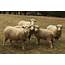 Annual Highland Sheep Shearing –
