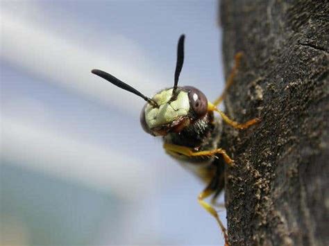 Medicine Cabinet Found In Wasps Antennae New Scientist