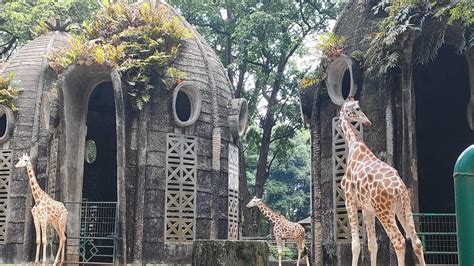 Jerapah Gajah Dan Pelikan Destinasi Favorit Wisatawan Di Ragunan