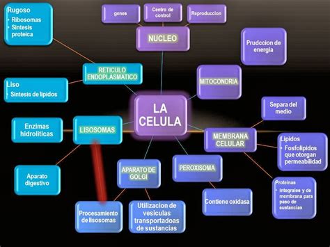 Fisiología Basica De Rafael Oswaldo Pacheco I La Celula
