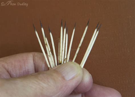 Why A Snoot Full Of Porcupine Quills Can Be A Serious Matter Feathered Photography