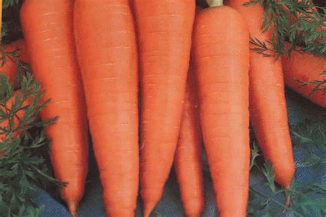 Heirloom Gmo Free Danvers Carrot Seeds 125 Seeds Etsy