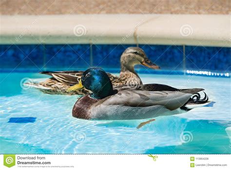 Mallard Ducks Swimming In Swimming Pool Stock Photo Image Of Wildlife