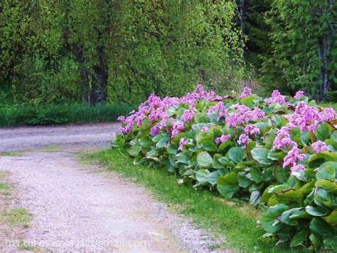 Borne on thick red stems in early spring, erect clusters of. Bergenia cordifolia | Groundcovers | Pinterest | Perenner