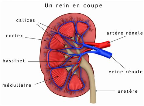 Hardware Pompeya Perd Neme Anatomie Reins Corps Humain Carne Consola Este