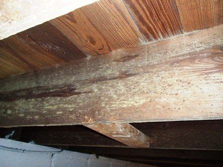 It seems the only way they can get rid of it is to completely remove the joists and flooring and replace. #Mold is typically found in crawlspaces and basements on ...