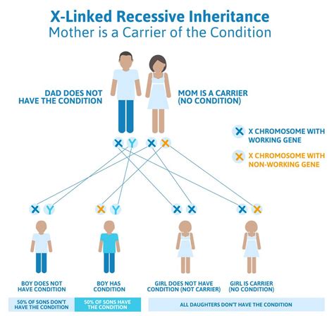 All of the genes on each chromosome will be expressed in a male. X linked recessive inheritance | Nursing study, Inheritance, Neonatal