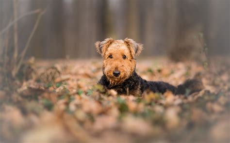Breed Information For Airedale Terriers Rescue Pledge