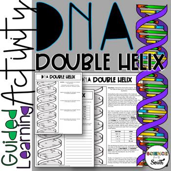 These are the questions on the worksheet we did in class learn with flashcards, games and more — for free. Dna The Double Helix Coloring Worksheet - Wallpapers HD ...