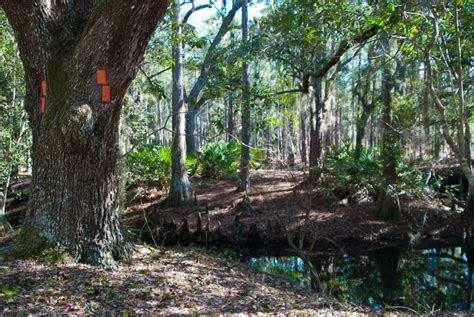 It is 54% greater than the overall u.s. Lake Louisa Hiking Trail | Florida Hikes!