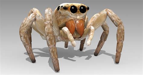 5mm my first attempt at capturing these guys in natural light. Jumping Spider | Characters | Unity Asset Store