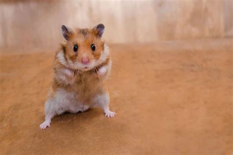 Hamster Standing Up What Does That Mean