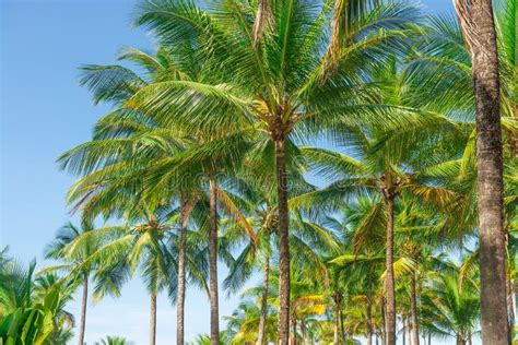 Coconut Palm Tree Perspective View From Bottom Floor Stock Image