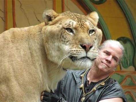 Liger Hercules With Its Master Dr Bhagavan Antle Liger Big Cats Lion