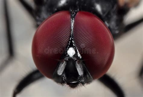 Macro Photo Of Eyes Of Noon Fly On The Floor Stock Photo Image Of