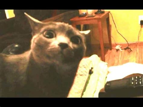 Cat Looking At Camera Meme Staring Cat Gusic Know Your Meme Bonus