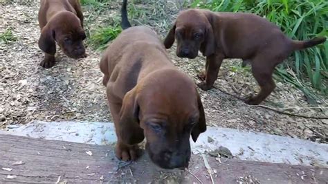 Cute 5 Week Redbone Coonhound Puppies Youtube