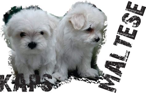 79 Maltese Puppy Price In Kolkata L2sanpiero
