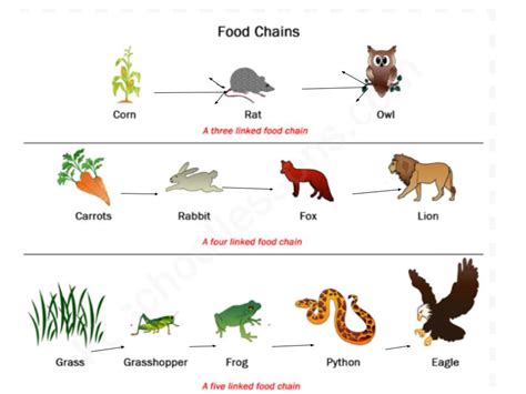 A food web is a system of food chains that are interconnected to each other at many levels. Science Blog: Food chains