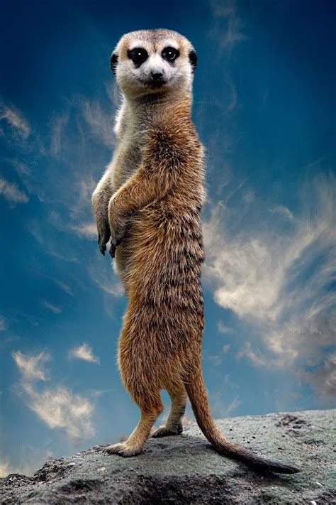 Meerkat Animals Wildlife Pinterest Dr Who Image