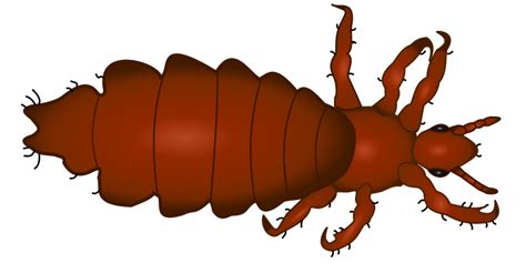 Lice Clipart 20 Free Cliparts Download Images On Clipground 2023