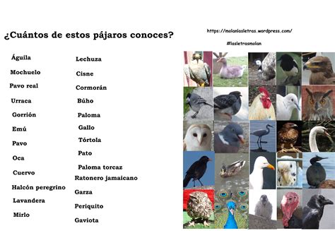 Diferentes Aves Y Sus Nombres En Español Photo Photo Wall