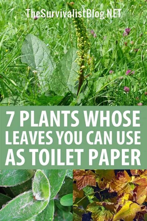 7 Plants Whose Leaves You Can Use As Toilet Paper The Survivalist Blog