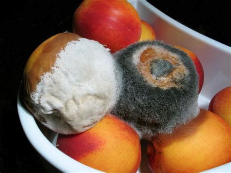 Jun 24, 2021 · el hongo negro es causado por un moho que se encuentra en ambientes húmedos como la tierra, el compost, en tortillas con moho, pan viejo o incluso en nuestro refrigerador y puede atacar las vías. Se detectó en México el primer caso del hongo negro | TN8 ...
