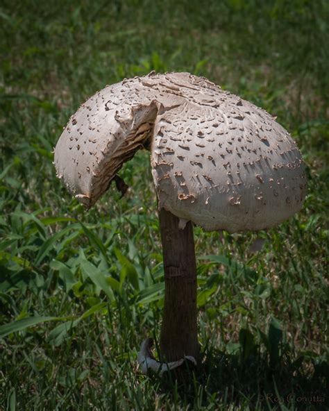 Chlorophyllum Molybdites Green Spored Parasol Flickr Photo Sharing