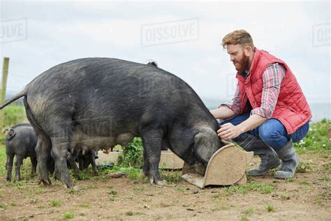 Man On Farm Feeding Pig And Piglets Stock Photo Dissolve