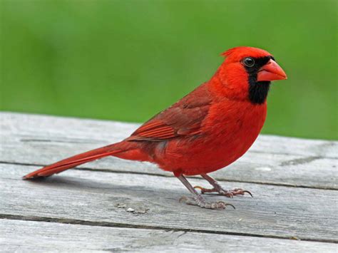 Northern Cardinal Indiana Audubon Society