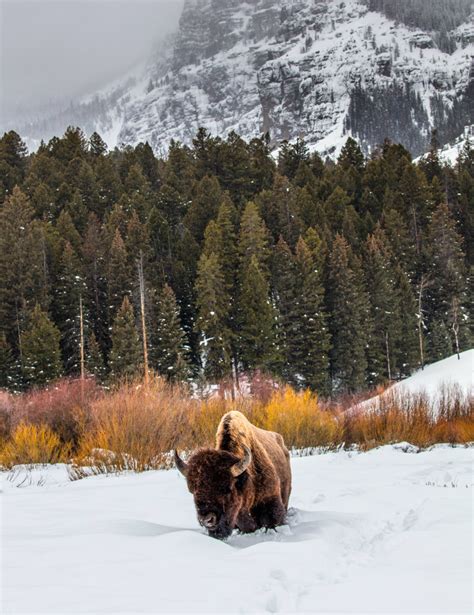 Americas Great Outdoors Happy National Bison Day Our National Mammal
