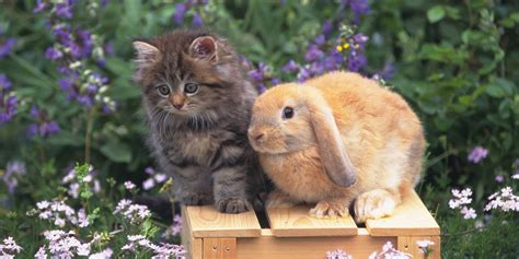 Read guinea pigs rabbits cats: Cats and Bunnies Are Our New Favorite BFFs