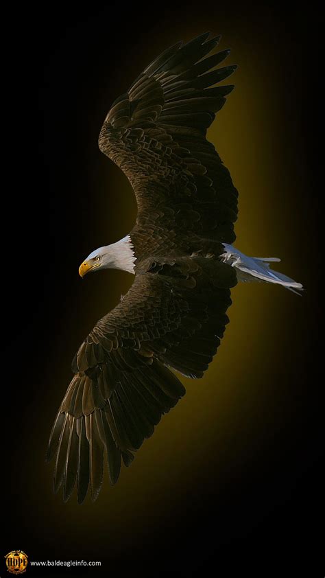 American Bald Eagle Wallpaper 58 Pictures