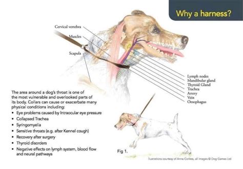 Dog Anatomy Neck